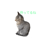 近所の猫ぽんたくんのスタンプ2（猫写真）（個別スタンプ：12）