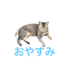 近所の猫ぽんたくんのスタンプ2（猫写真）（個別スタンプ：13）