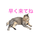 近所の猫ぽんたくんのスタンプ2（猫写真）（個別スタンプ：14）
