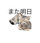 近所の猫ぽんたくんのスタンプ2（猫写真）（個別スタンプ：16）