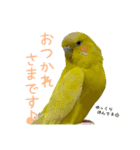 セキセイインコたちの平和な日常（個別スタンプ：3）