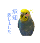 セキセイインコたちの平和な日常（個別スタンプ：8）