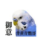 セキセイインコたちの平和な日常（個別スタンプ：13）