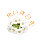 花のスタンプ～花を贈りましょう～（個別スタンプ：13）