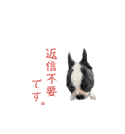 うりむくんスタンプ第二弾（個別スタンプ：15）