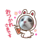 ふだんづかいのラグドールのラムニャン2（個別スタンプ：1）