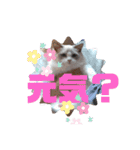 ふだんづかいのラグドールのラムニャン2（個別スタンプ：11）