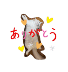 ふだんづかいのラグドールのラムニャン2（個別スタンプ：12）