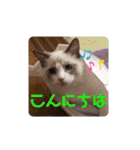 ふだんづかいのラグドールのラムニャン2（個別スタンプ：13）
