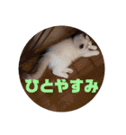 ふだんづかいのラグドールのラムニャン2（個別スタンプ：14）