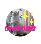 ふだんづかいのラグドールのラムニャン2（個別スタンプ：19）