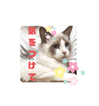 ふだんづかいのラグドールのラムニャン2（個別スタンプ：24）