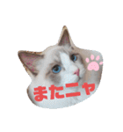 ふだんづかいのラグドールのラムニャン2（個別スタンプ：25）
