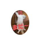 ふだんづかいのラグドールのラムニャン2（個別スタンプ：27）