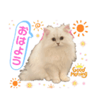 ななちゃんペルシャ猫（個別スタンプ：1）