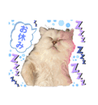 ななちゃんペルシャ猫（個別スタンプ：2）