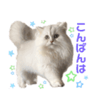 ななちゃんペルシャ猫（個別スタンプ：4）