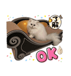 ななちゃんペルシャ猫（個別スタンプ：5）