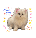 ななちゃんペルシャ猫（個別スタンプ：7）
