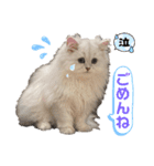 ななちゃんペルシャ猫（個別スタンプ：8）