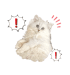 ななちゃんペルシャ猫（個別スタンプ：9）