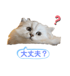 ななちゃんペルシャ猫（個別スタンプ：11）
