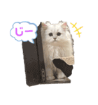 ななちゃんペルシャ猫（個別スタンプ：12）