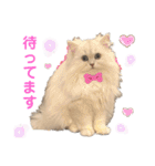 ななちゃんペルシャ猫（個別スタンプ：14）