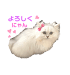 ななちゃんペルシャ猫（個別スタンプ：15）