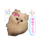 ななちゃんペルシャ猫（個別スタンプ：16）