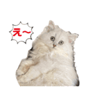 ななちゃんペルシャ猫（個別スタンプ：18）