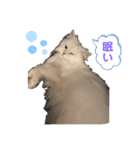 ななちゃんペルシャ猫（個別スタンプ：19）