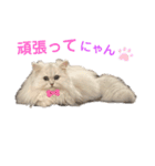 ななちゃんペルシャ猫（個別スタンプ：20）