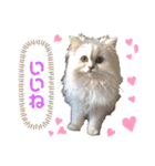ななちゃんペルシャ猫（個別スタンプ：22）