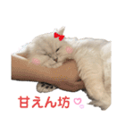 ななちゃんペルシャ猫（個別スタンプ：23）