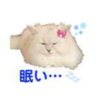ななちゃんペルシャ猫（個別スタンプ：24）