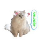 ななちゃんペルシャ猫（個別スタンプ：25）