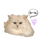 ななちゃんペルシャ猫（個別スタンプ：26）