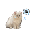 ななちゃんペルシャ猫（個別スタンプ：27）