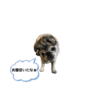 パグのゴン太からご挨拶（個別スタンプ：2）