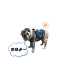パグのゴン太からご挨拶（個別スタンプ：6）