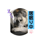 パグのゴン太からご挨拶（個別スタンプ：9）