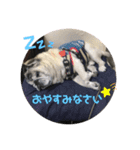 パグのゴン太からご挨拶（個別スタンプ：10）