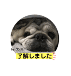 パグのゴン太からご挨拶（個別スタンプ：13）