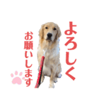 Roiスタンプ【ゴールデンレトリバー】（個別スタンプ：4）