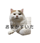 猫のコムギスタンプ（個別スタンプ：1）