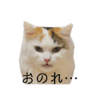猫のコムギスタンプ（個別スタンプ：2）