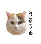 猫のコムギスタンプ（個別スタンプ：3）