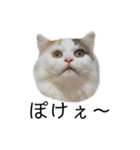 猫のコムギスタンプ（個別スタンプ：4）