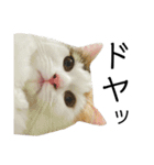 猫のコムギスタンプ（個別スタンプ：6）